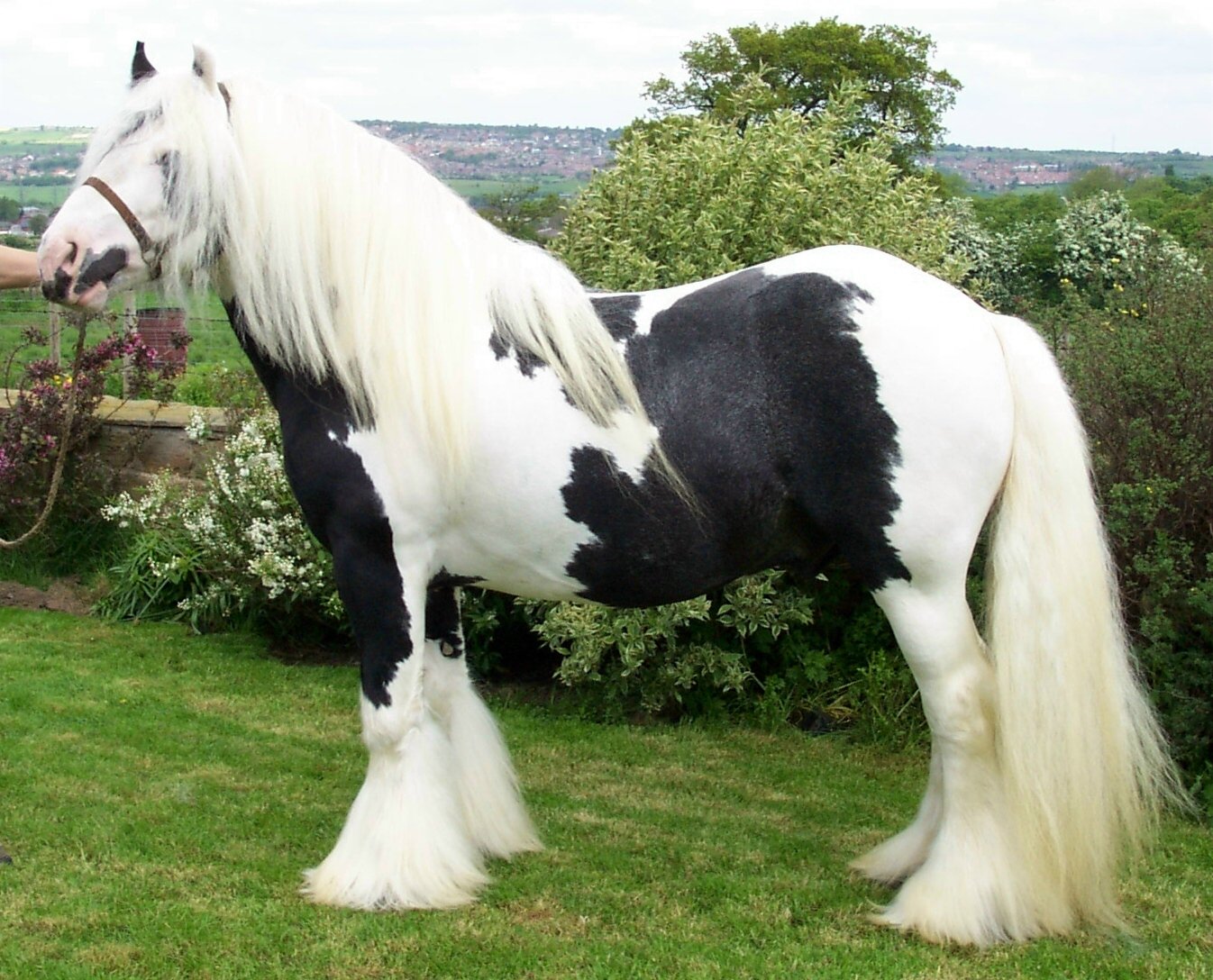 Patch of Hermits - Feathered Cob Stallion